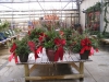 christmas-container-garden
