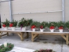 christmas-potted-greens